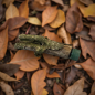 Preview: Geocaching Astversteck mit Petling – Tarnung pur | Geo-Discount.ch
