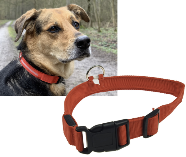 LED Hundehalsband leuchtend in Rot